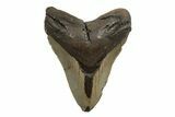 Fossil Megalodon Tooth - North Carolina #245895-1
